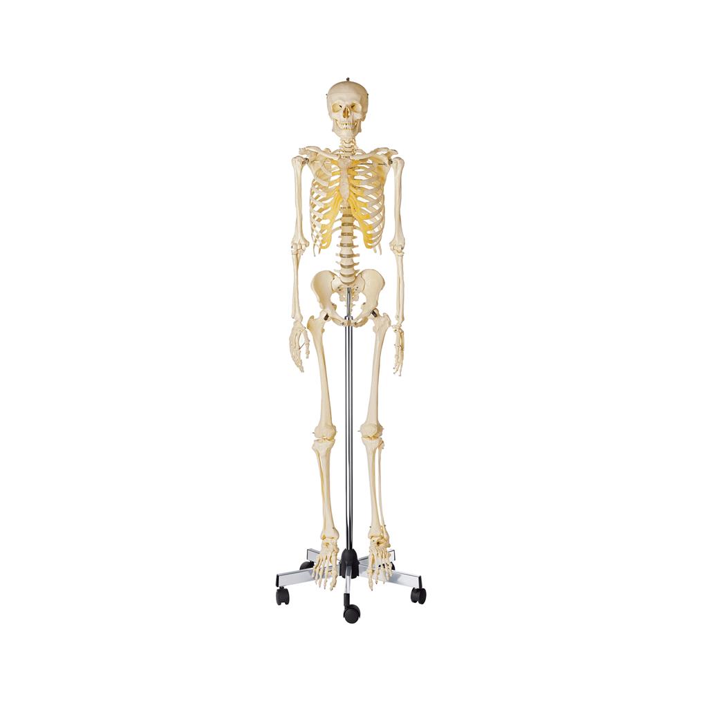 Homo-Skelett, männlich auf Stativ mit Rollen