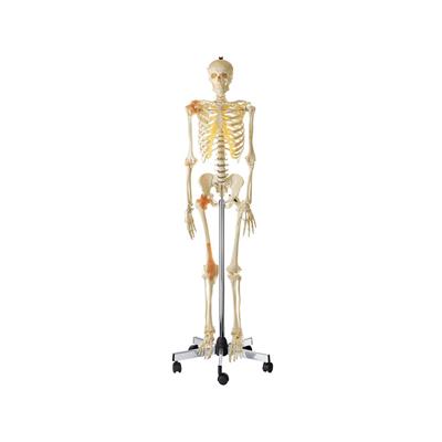 Homo-Skelett, männlich mit Darstellung der Gelenkbänder
