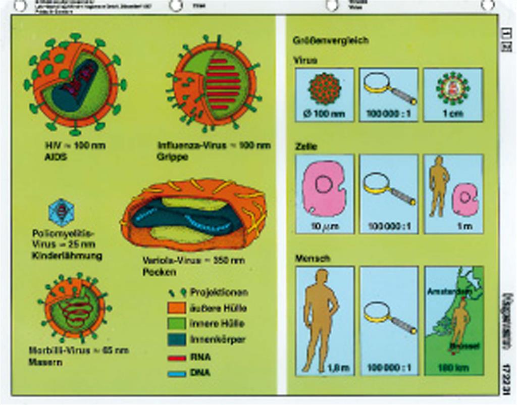 Immunologie - Aids Transparentemappe