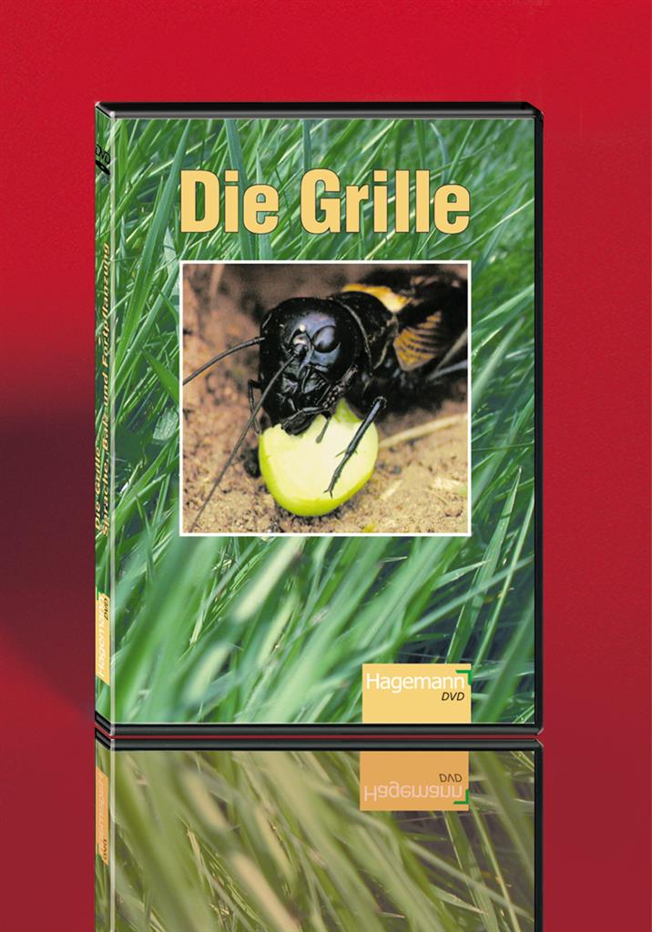 Die Grille DVD