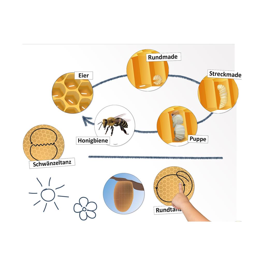 Lebenszyklus und Kommunikation  der Honigbiene, Set Magnetbilder