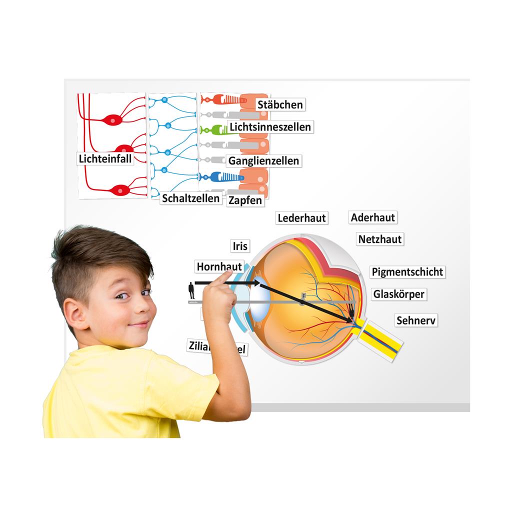 Auge und Sehvorgang  Set Magnetbilder