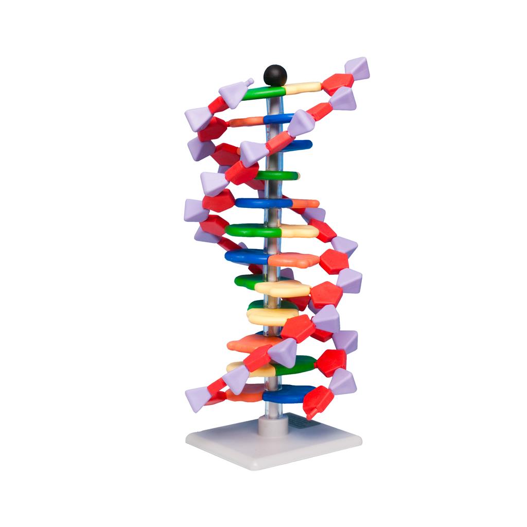 DNA-Modell mit 12 Basenpaaren 