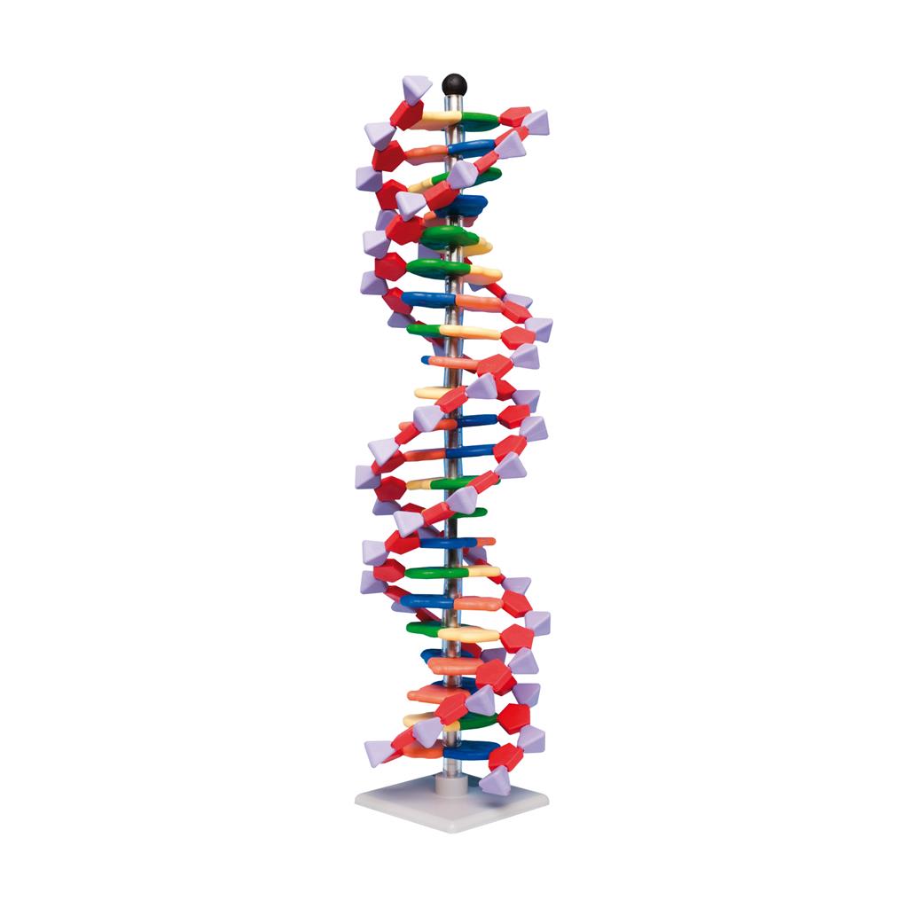 DNA-Modell mit 22 Basenpaaren 
