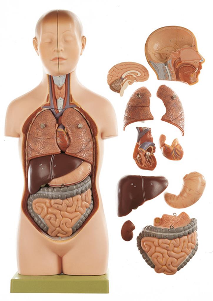 Jünglingskleintorso mit Kopf 1/2 natürlicher Größe, 11-teilig