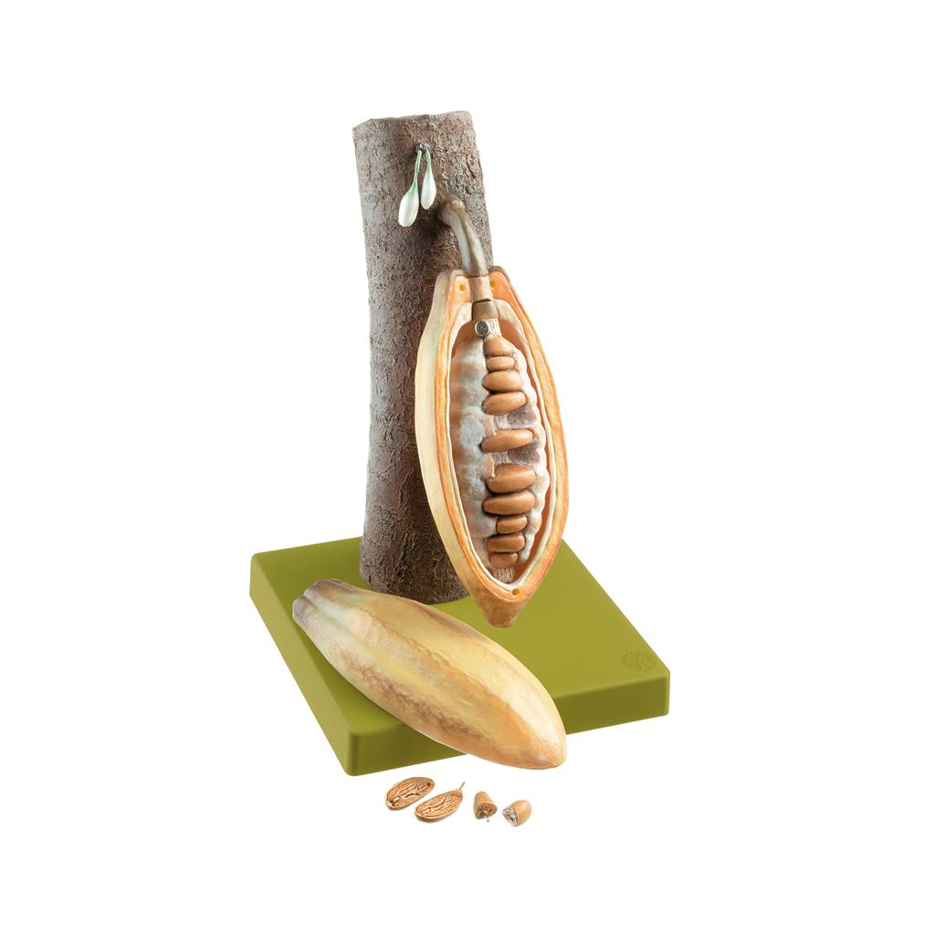 Frucht des Kakaobaums Somso-Plast