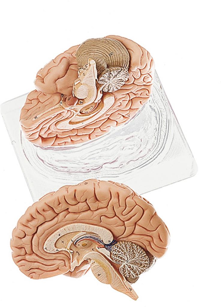 Gehirn, durch Medianschnitt in 2 Teile zerlegbar