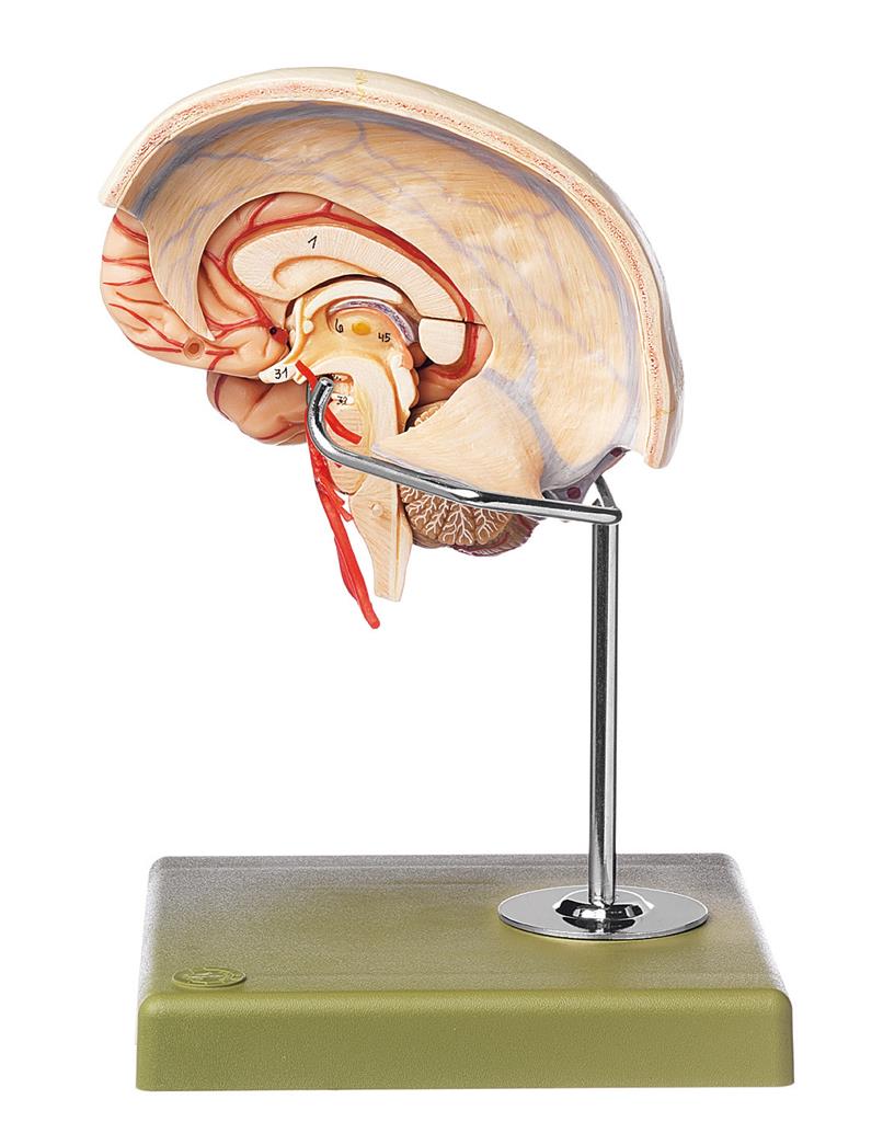 Gehirnmodell, 10-teilig mit Falx cerebri und farblicher Markierung