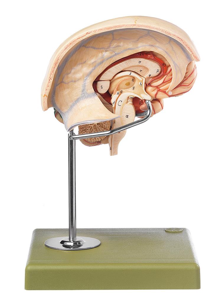 Gehirnmodell, 10-teilig mit Falx cerebri und farblicher Markierung