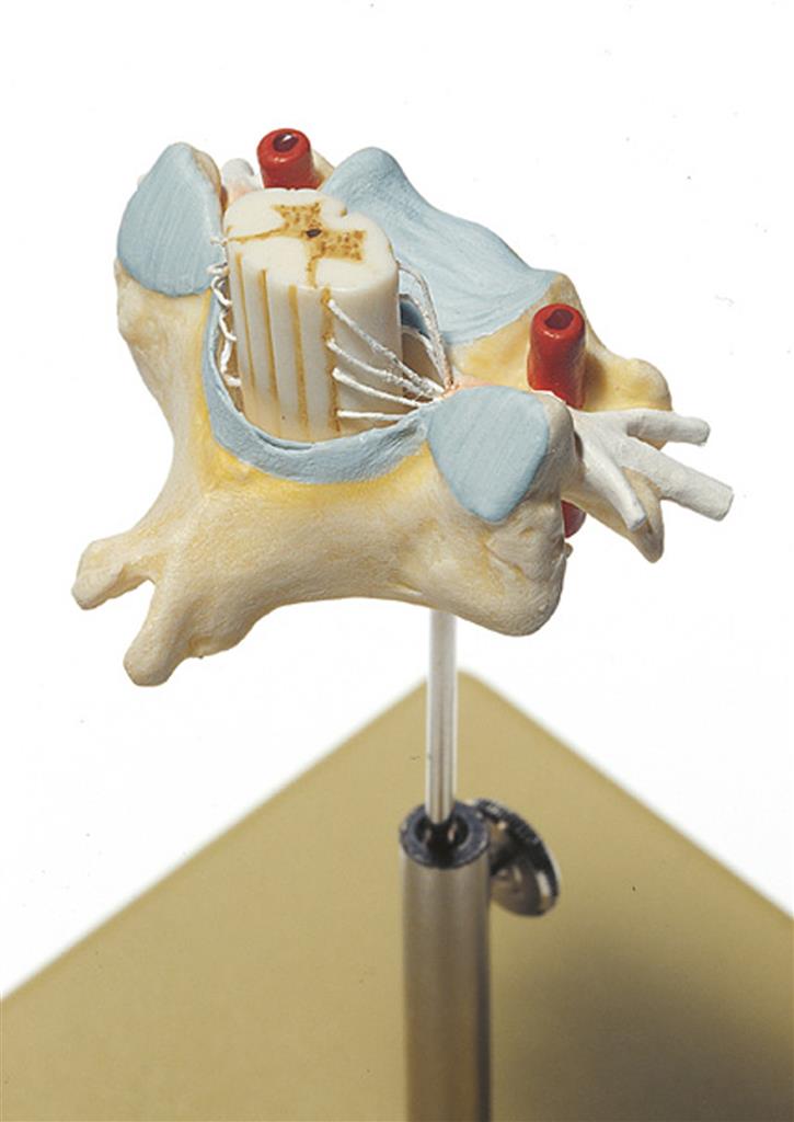 Halswirbel mit Rückenmark 