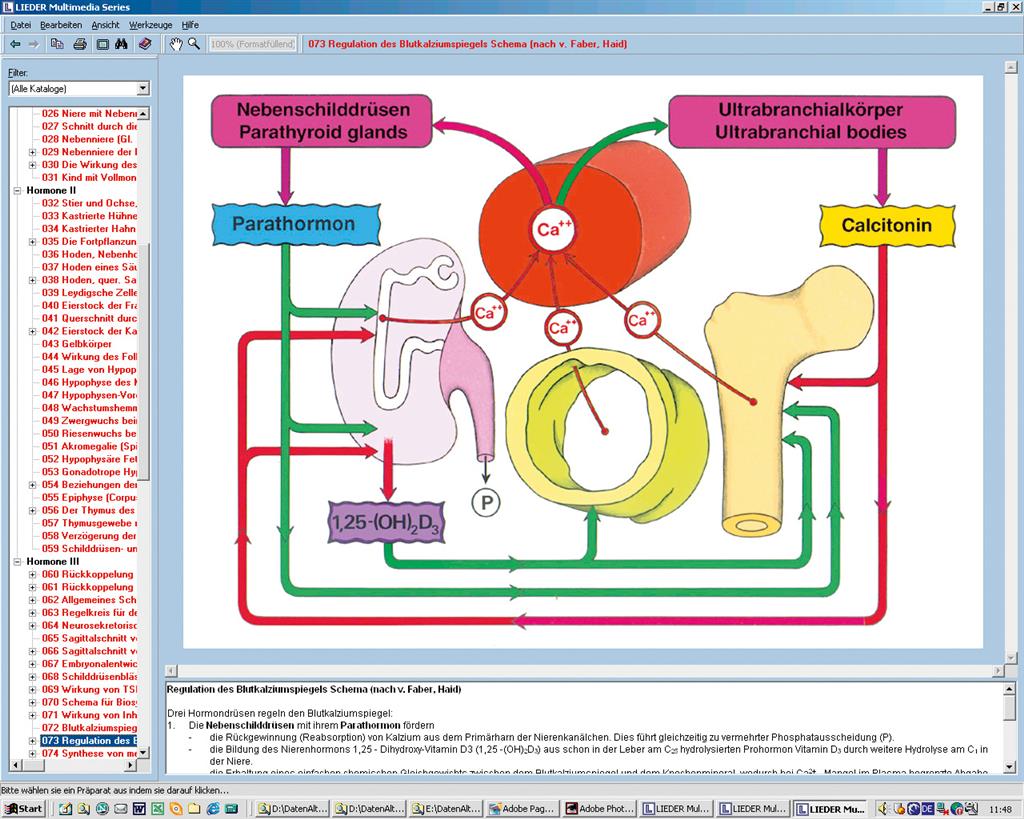 Hormone, Hormonsystem und Steuerung CD-ROM