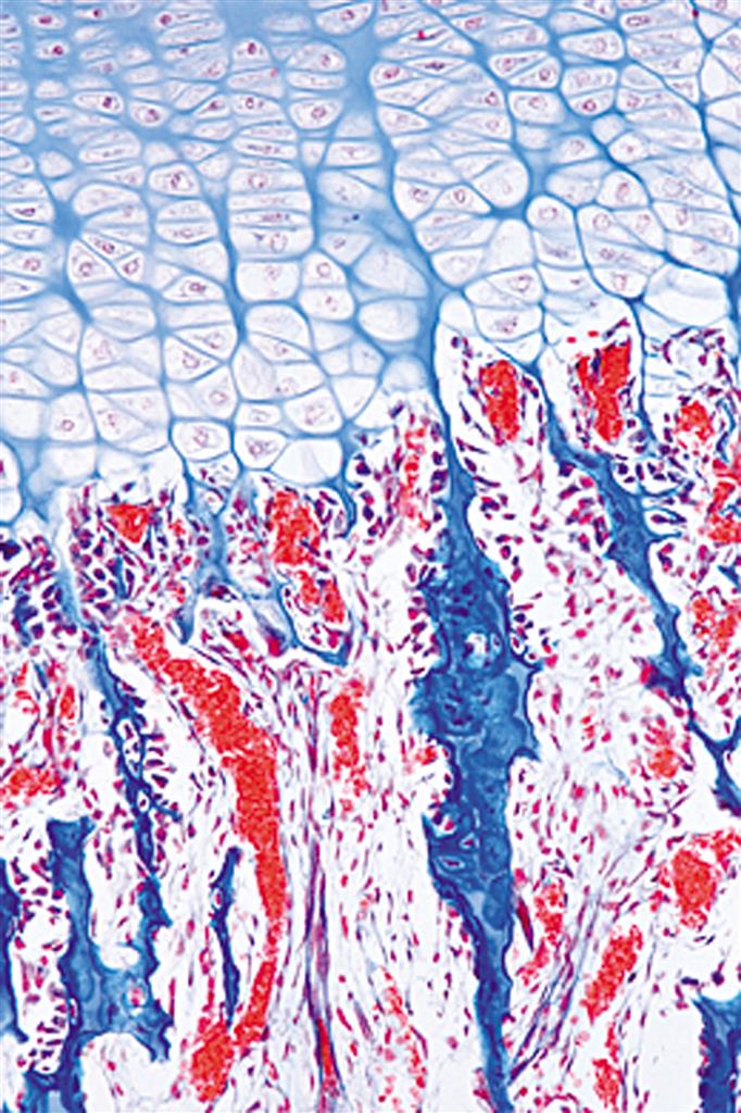 Histologie Mensch und Säugetier Ergänzungs-CD-ROM 2