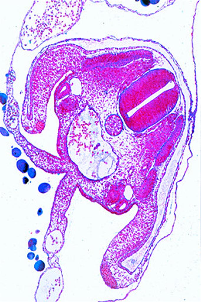 Embryologie der Tiere Ergänzungs-CD-ROM