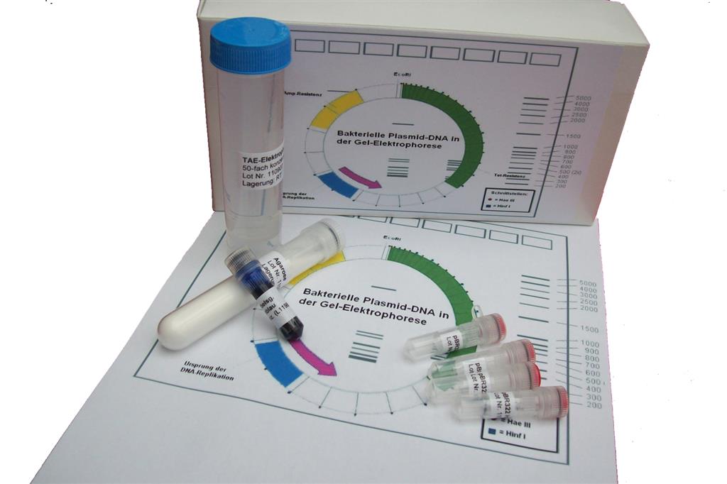 Bakterielle Plasmid-DNA in der Gel-Elektrophorese, Experimentier-Kit