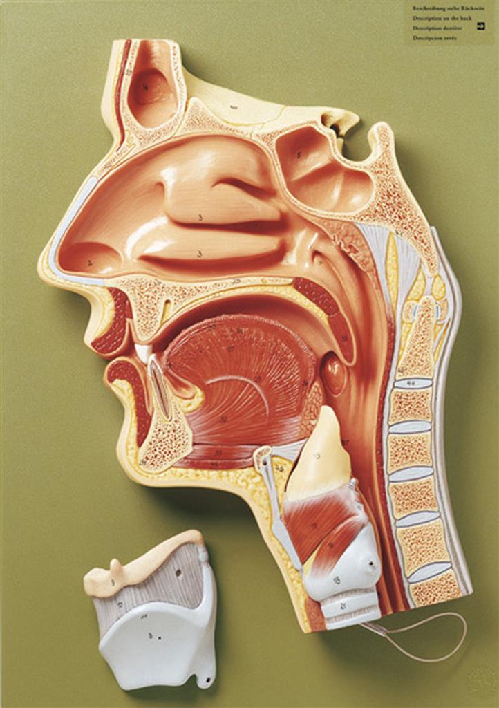 Medianschnitt der Nasen-, Mund- und Rachenhöhle 