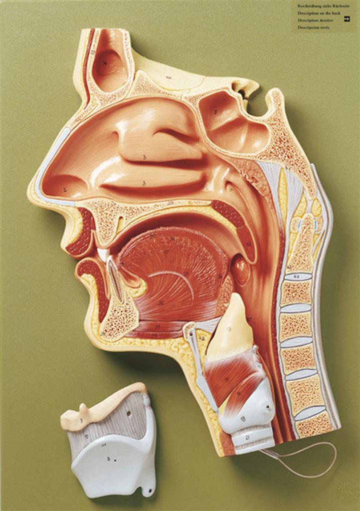 Medianschnitt der Nasen-, Mund- und Rachenhöhle