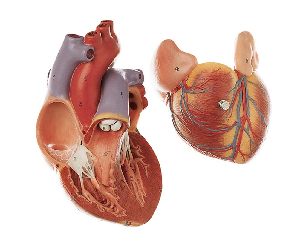 Herz, natürliche Größe 2-teilig zerlegbar