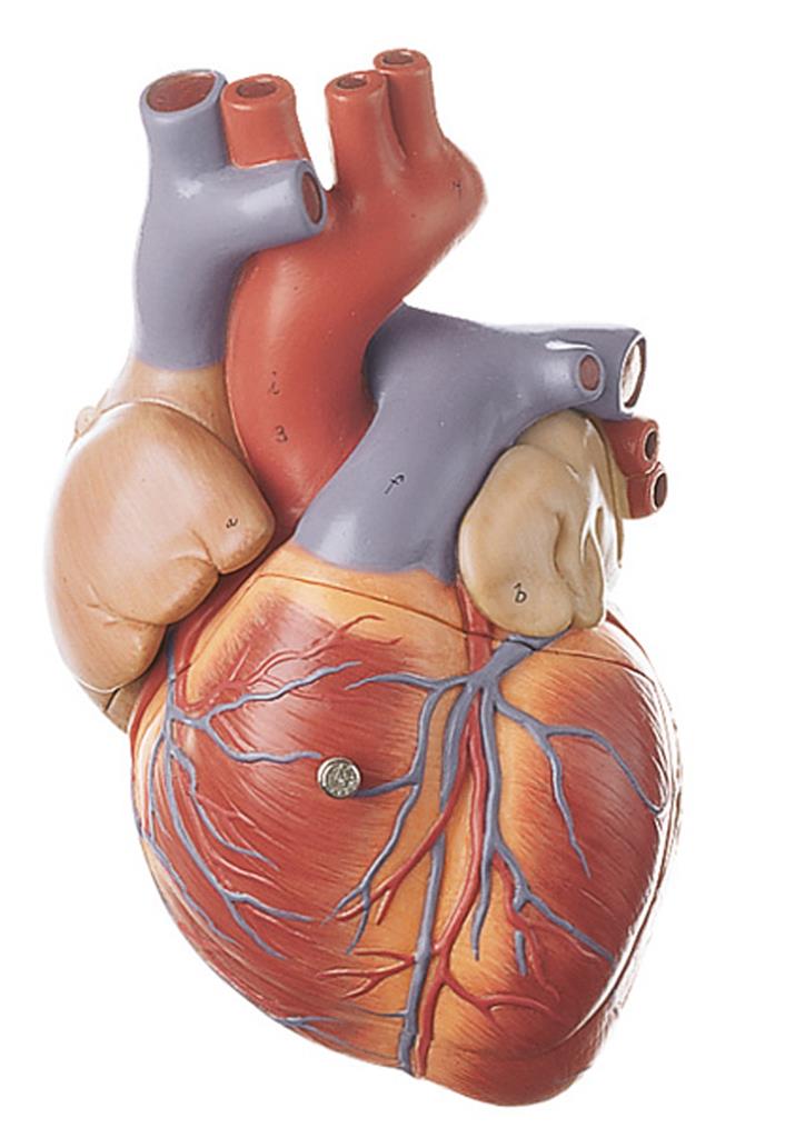 Herz, ca. 1,5-fach vergrößert 4-teilig
