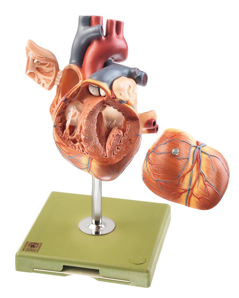Herz mit Reizleitungssystem (rls) 1,5fach vergrößert, Somso-Plast