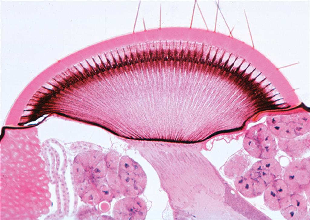 Serie III: Sinnesphysiologie 16 Präparate