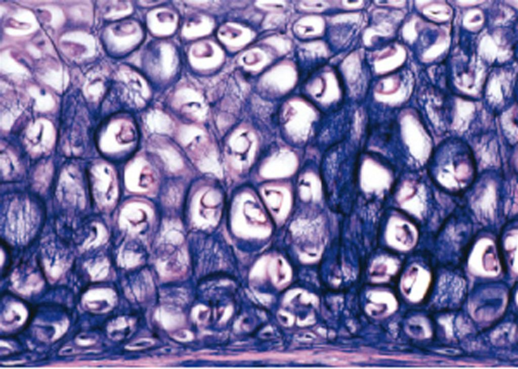 Histologie des Menschen I große Serie I, 50 Präparate