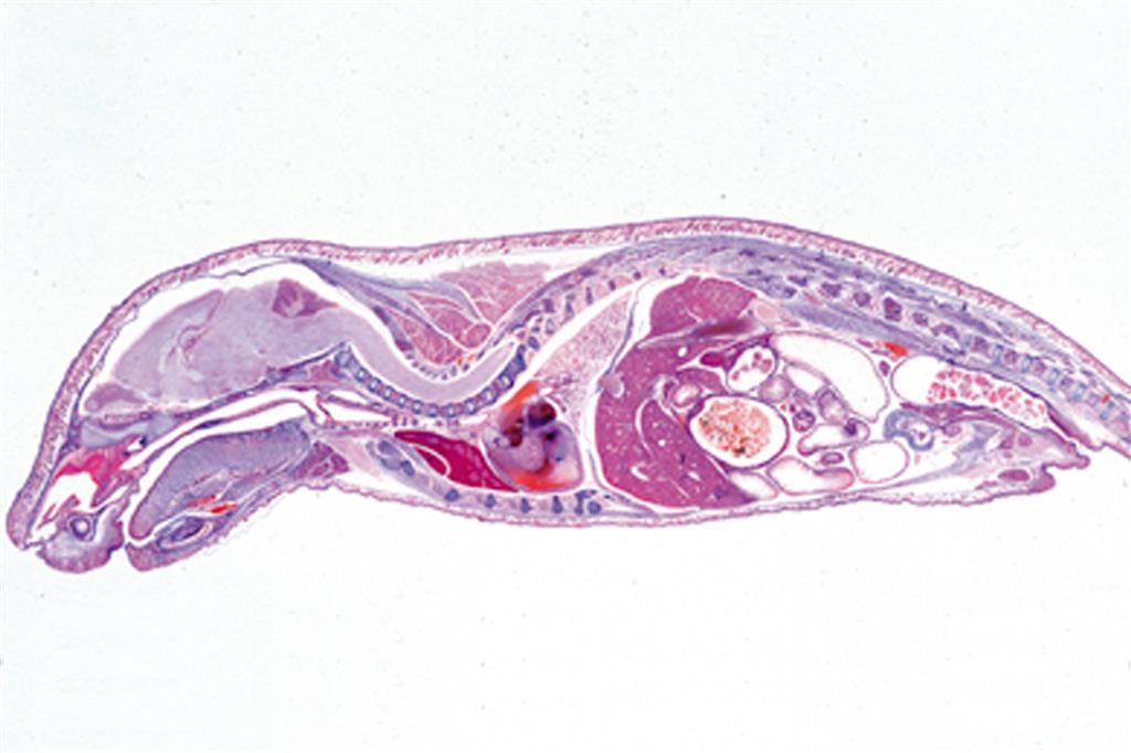 Entwicklung des Schweineembryos 10 Präparate