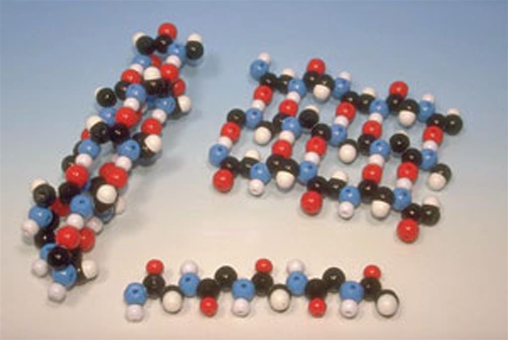 Polypeptid ß-Faltblatt-Struktur Molekülbaukasten 