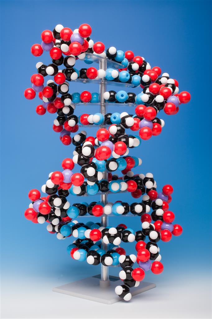 Großer DNA-Modell-Baukasten Molymod