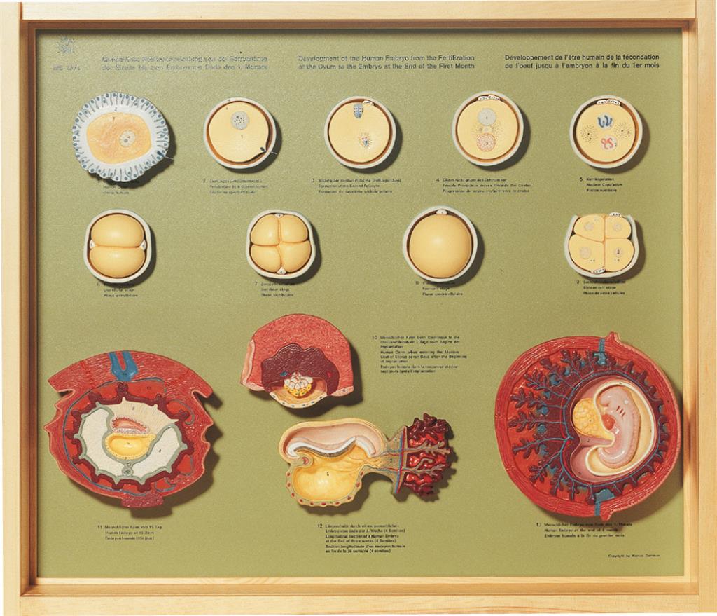 Menschliche Keimesentwicklung bis 1. Monat, Schaukasten mit 13 Mod.