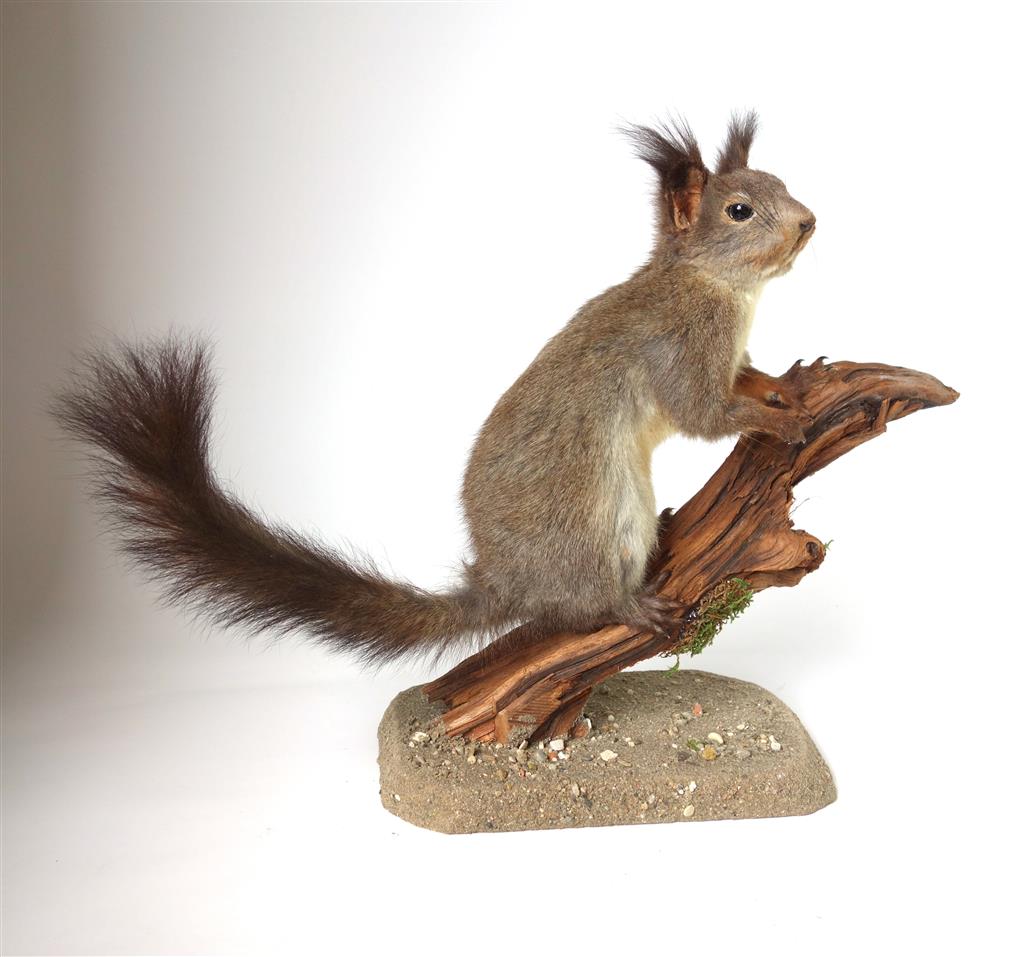 Eichhörnchen, Ganzpräparat 