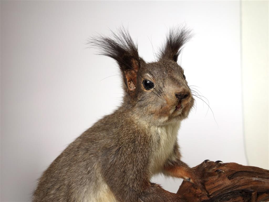Eichhörnchen, Ganzpräparat 