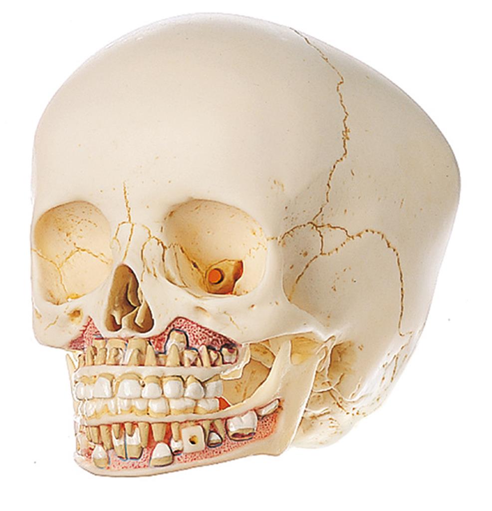 Kinderschädel, 6-jährig, 2-teilig 