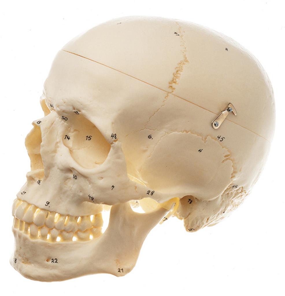Künstlicher Homoschädel Naturabguss, numeriert