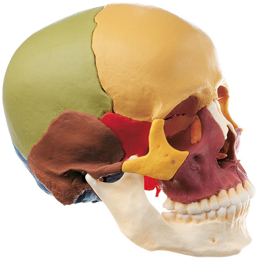 Schädelmodell, 14-teilig, farbig 