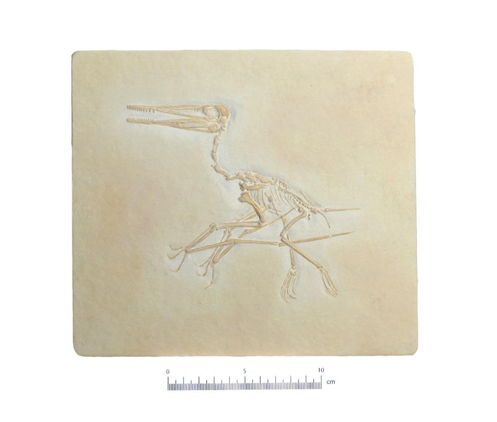 Pterodactylus Antiquus (Sömmering) - Reproduktion 