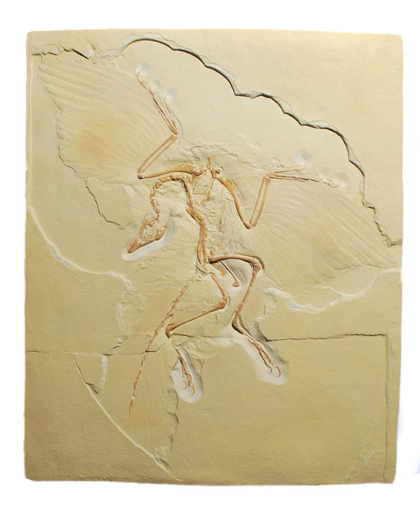 Archaeopteryx, Reproduktion 