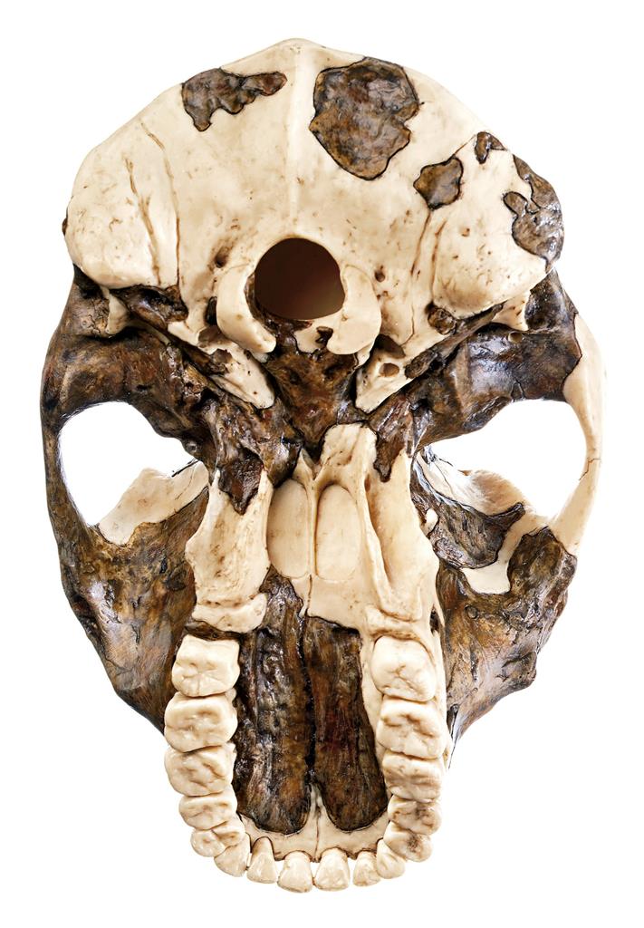 Schädelrekonstruktion von Australopithecus aethiopicus