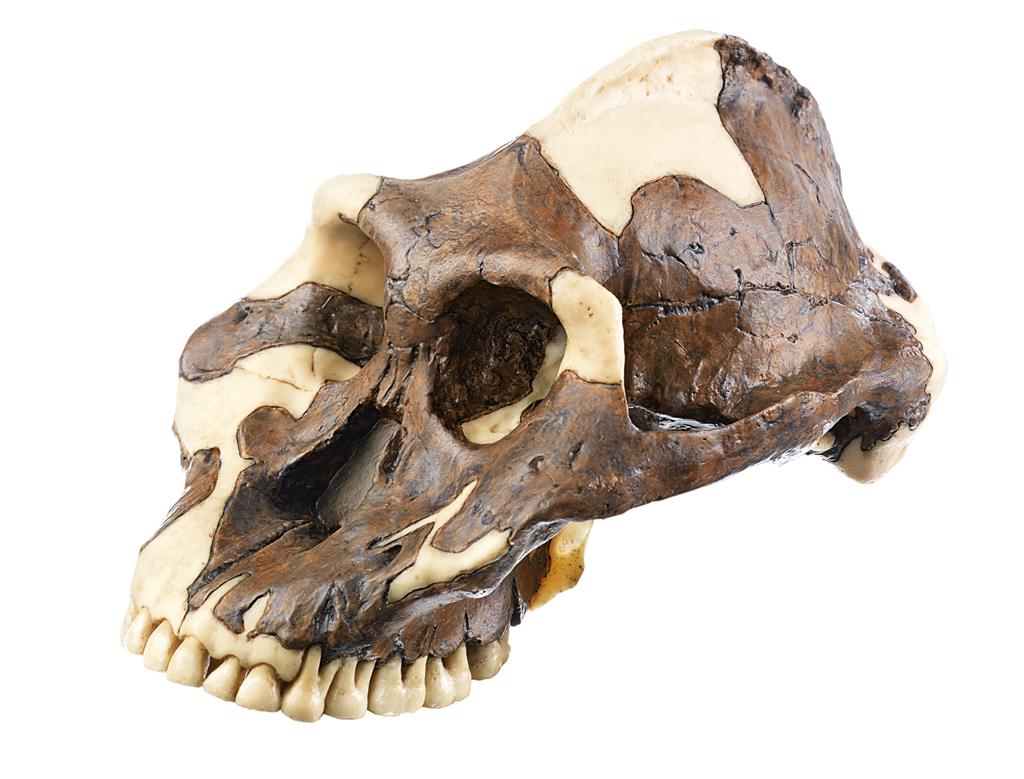 Schädelrekonstruktion von Australopithecus aethiopicus