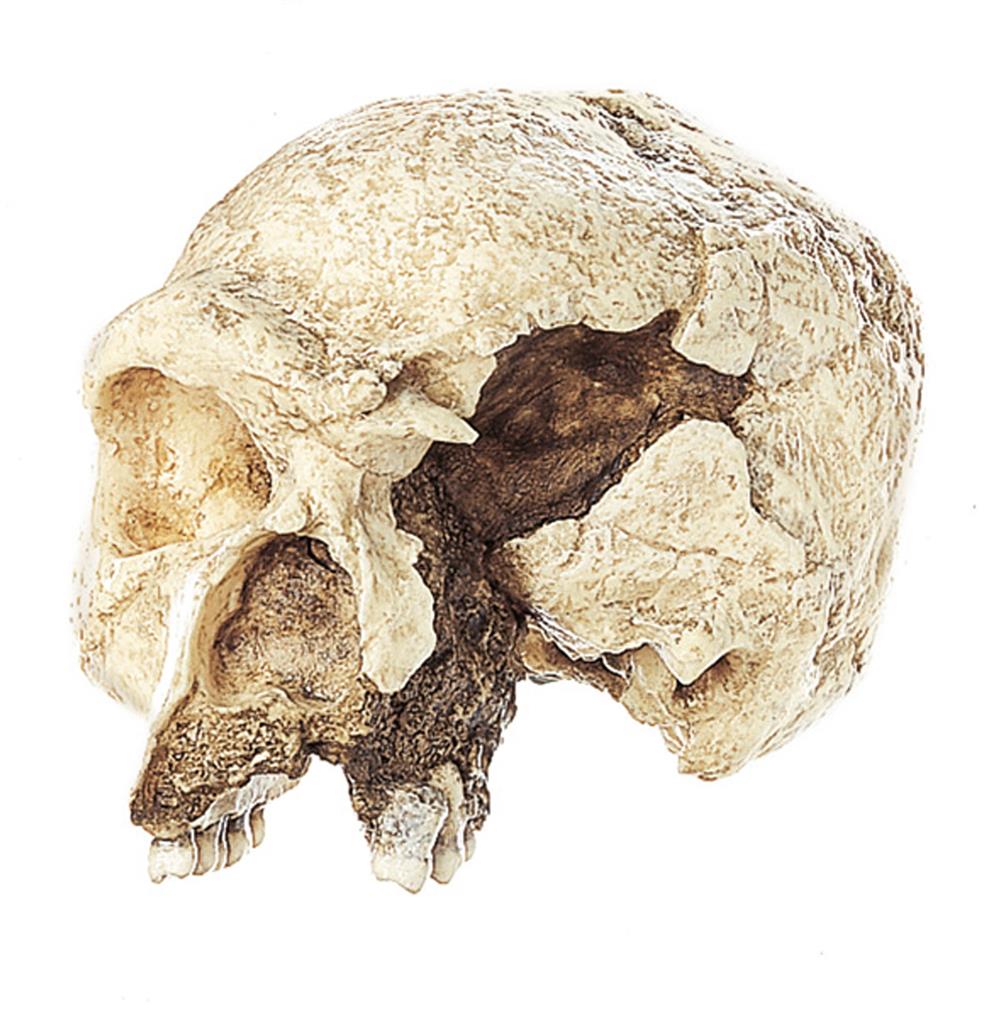 Schädelrekonstruktion des Steinheimer Urmenschen Homo steinheimensis