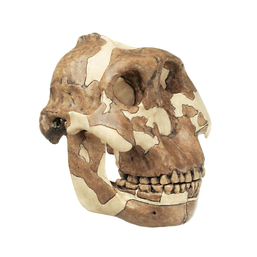 Schädelrekonstruktion von Paranthropus boisei