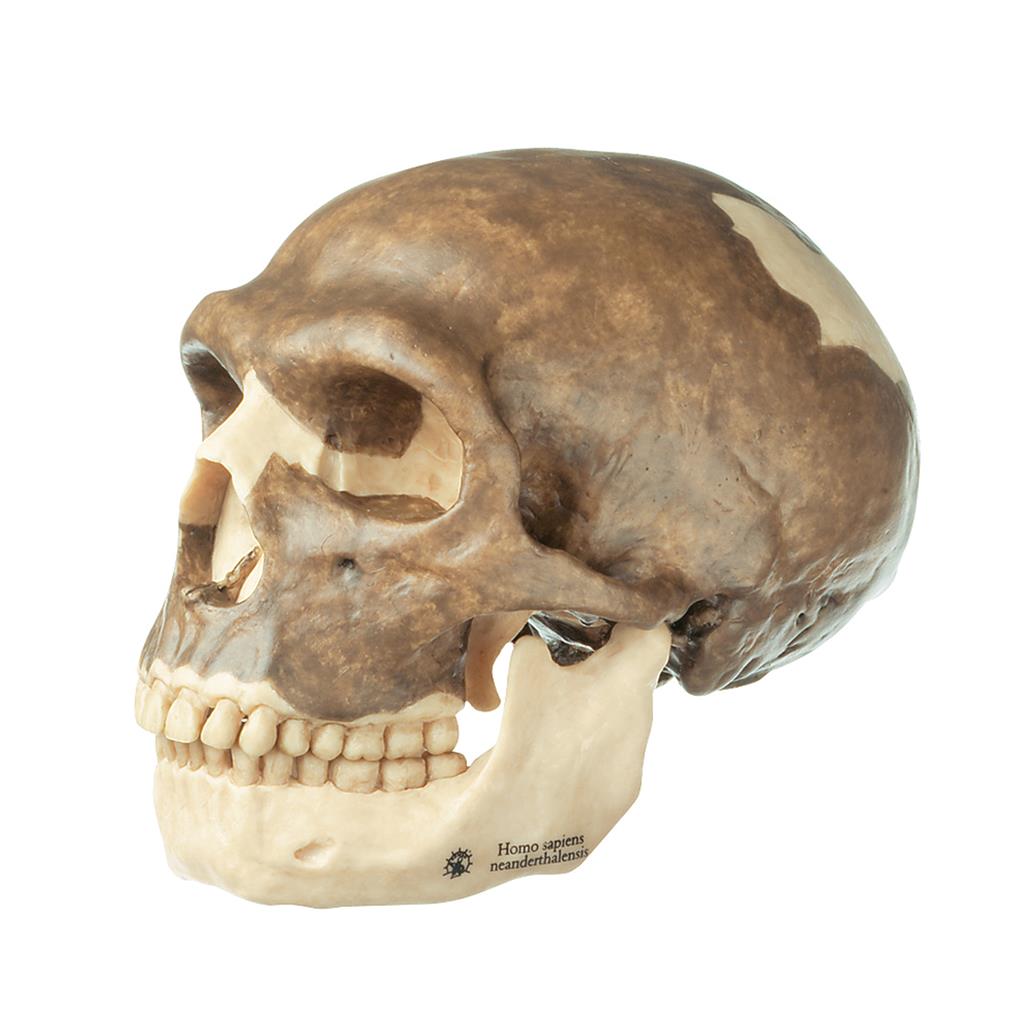 Schädelrekonstruktion von Homo neanderthalensis 