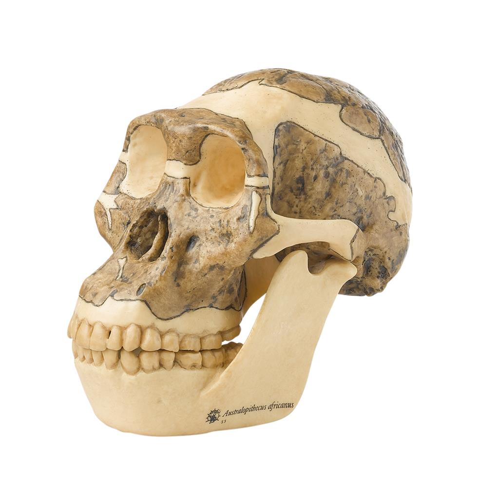 Schädelrekonstruktion von Australopithecus africanus