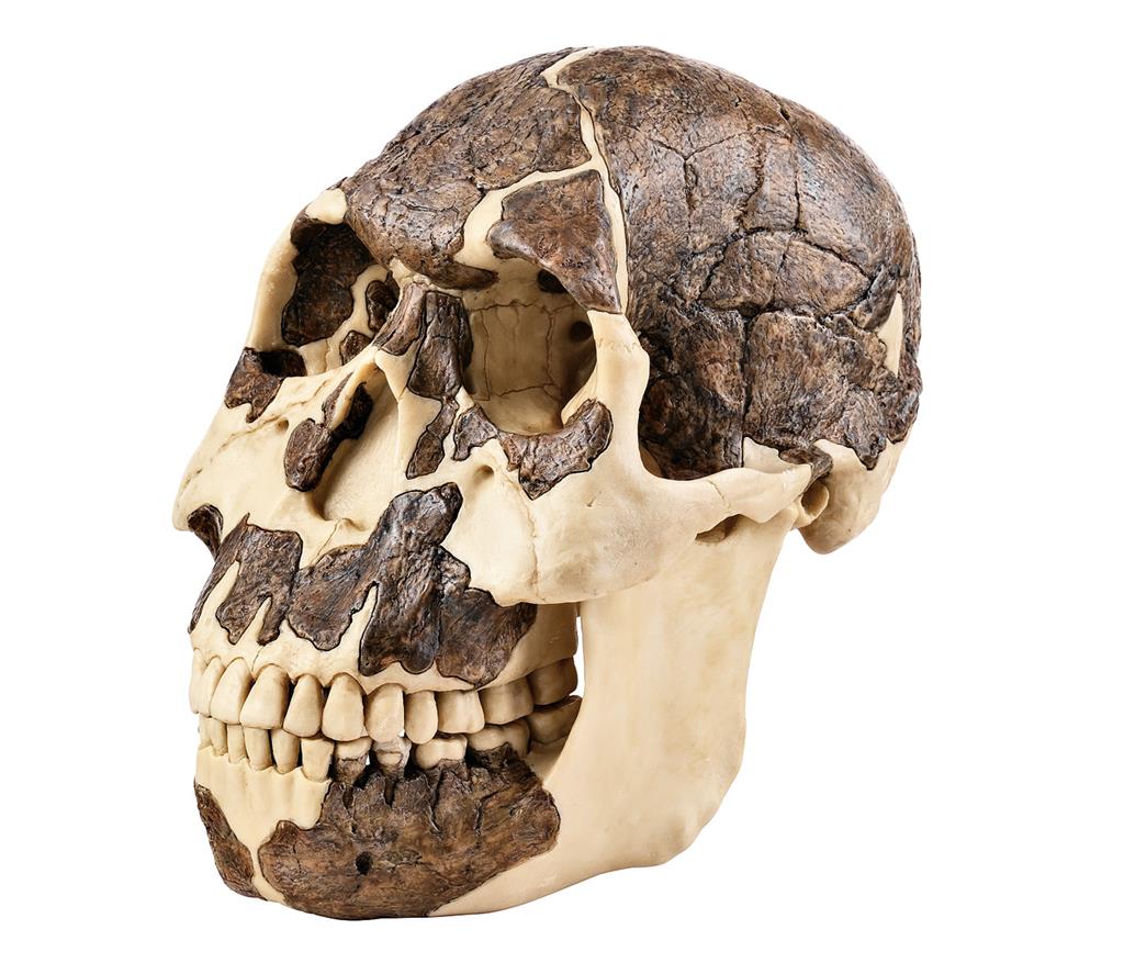 Schädelrekonstruktion von Homo rudolfensis