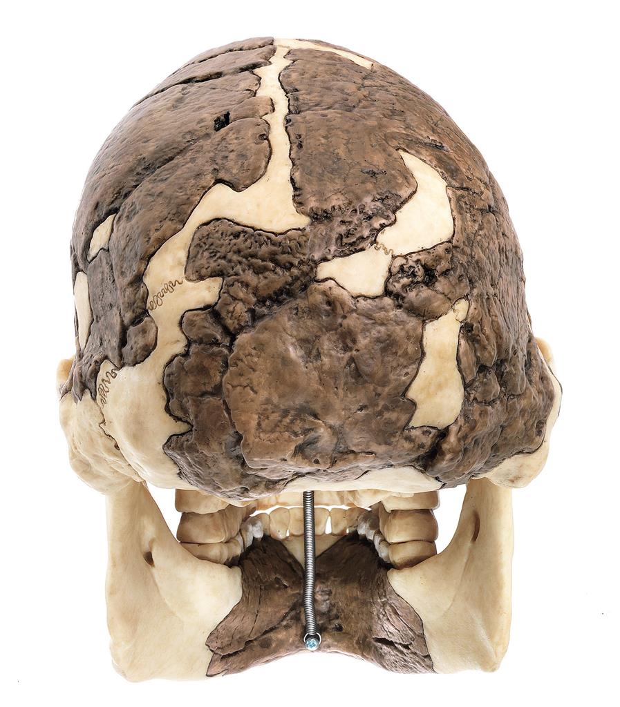 Schädelrekonstruktion von Homo rudolfensis