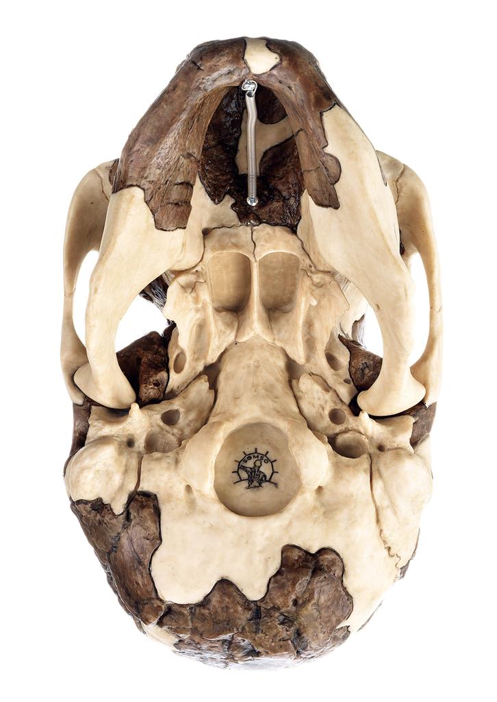 Schädelrekonstruktion von Homo rudolfensis