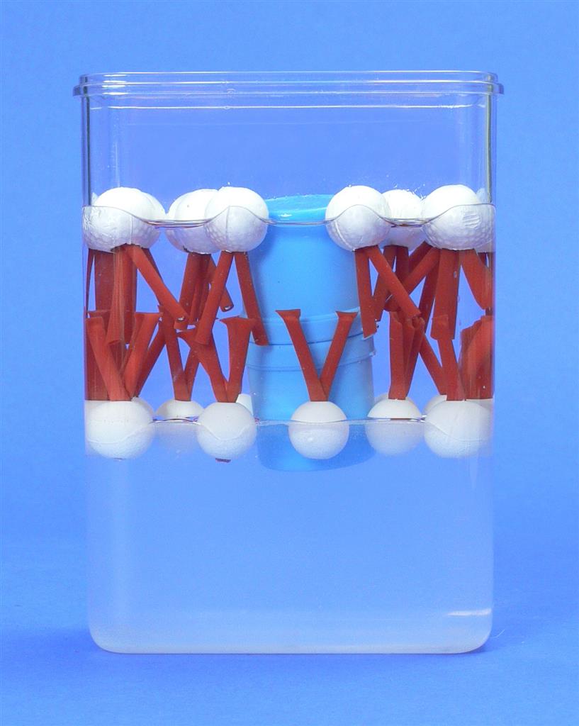 Biomembran-Modell 