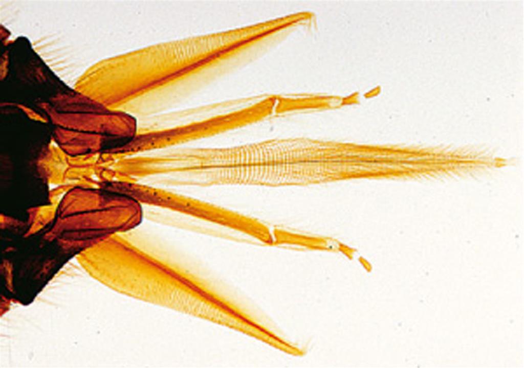 Insekten, Basispaket Multimedia-Lehrerpaket