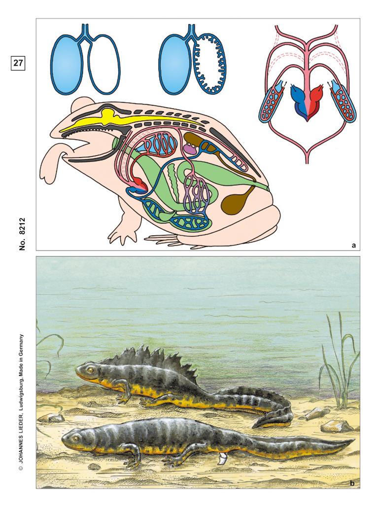 Frosch, Histologie Multimedia-Lehrerpaket