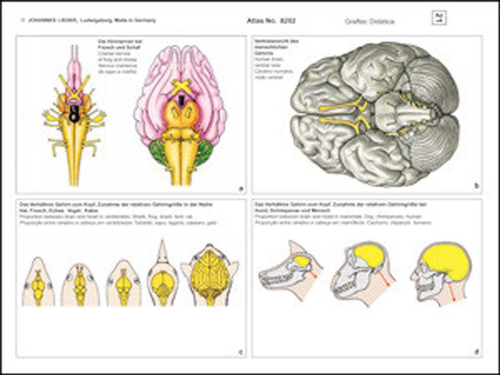 Histologie Mensch und Säugetier Multimedia-Lehrerpaket, Erg. II