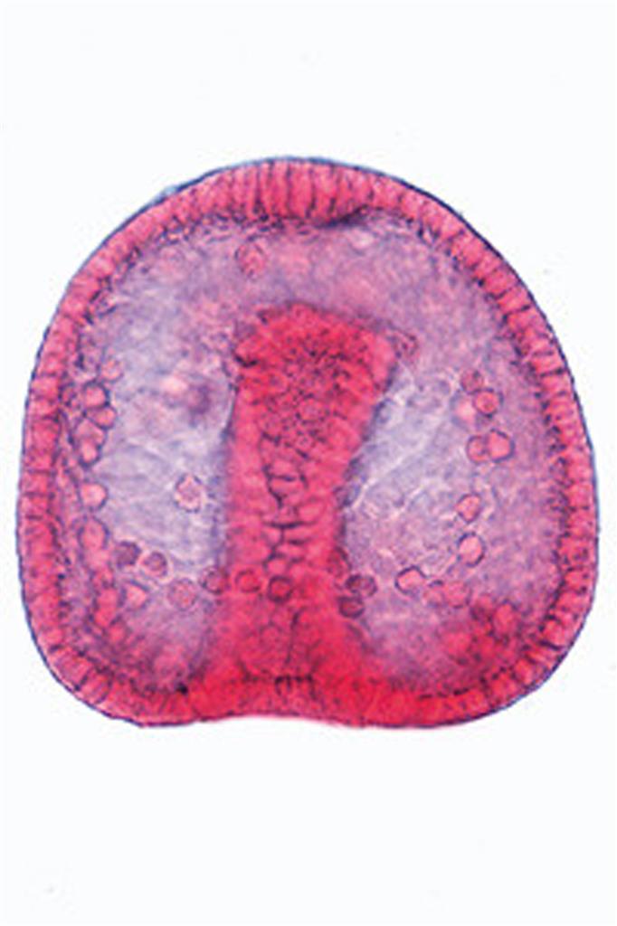 Embryologie u. Entw. der Tiere, Multimedia-Lehrerpaket, Basis